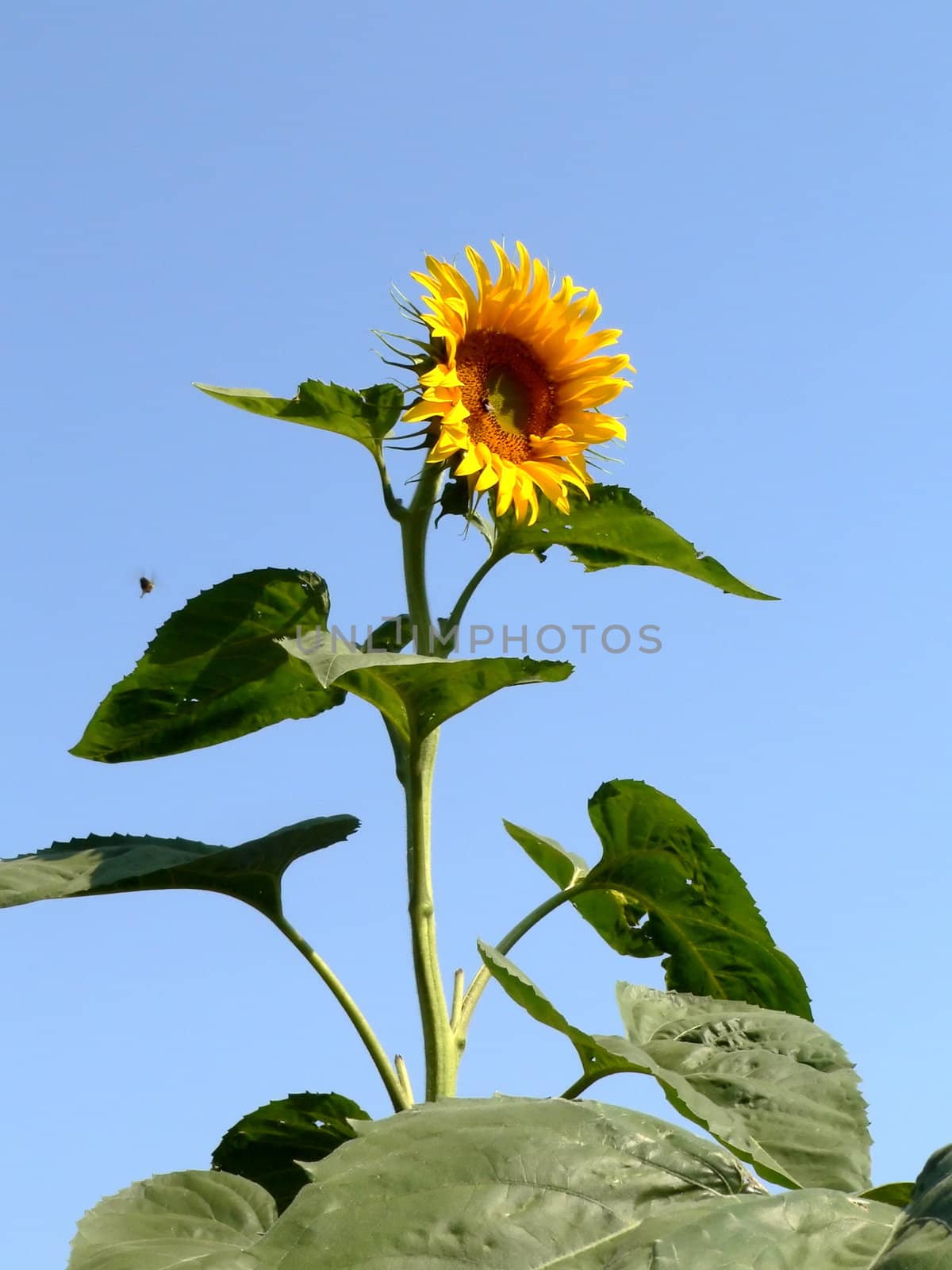 Sunflower and bee by ichip
