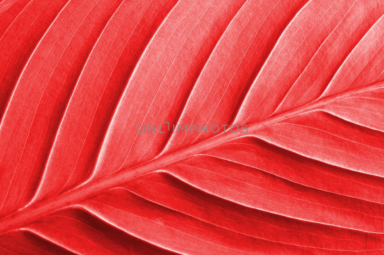 abstract colored leaf texture can be used as background