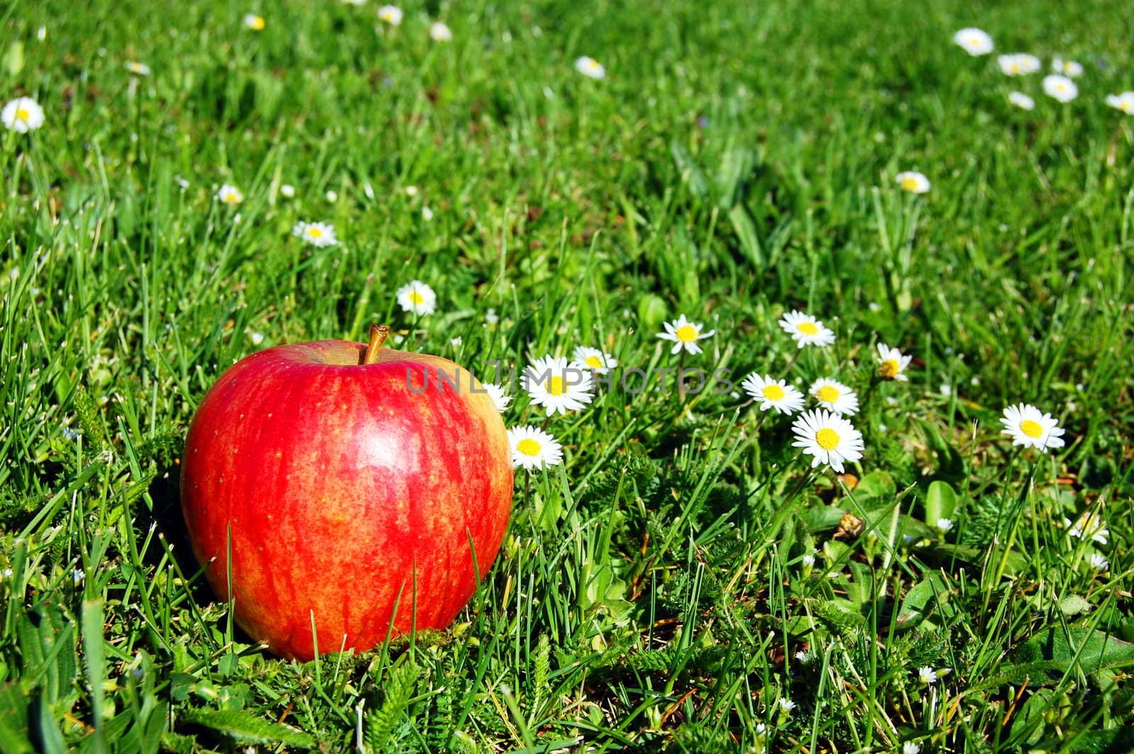 red apple fruit in summer on green grass with flowers