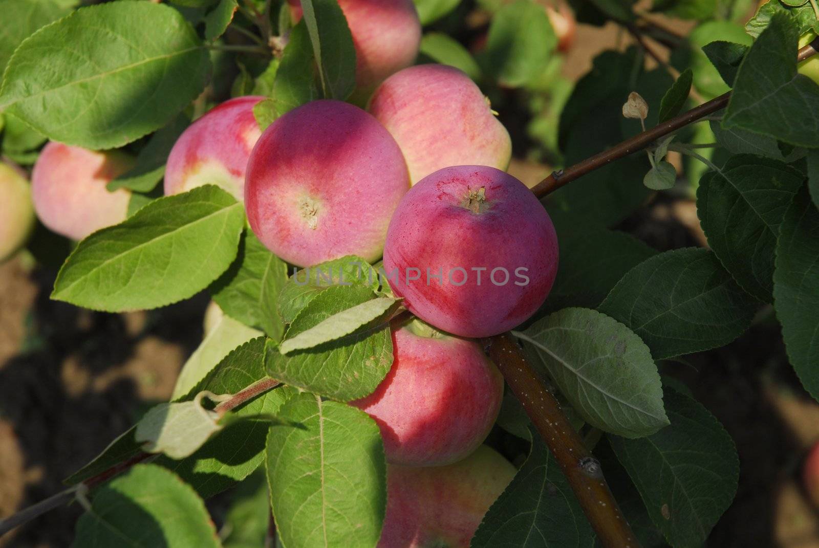 Many full-ripe apples on tree brunch with green leafs 2