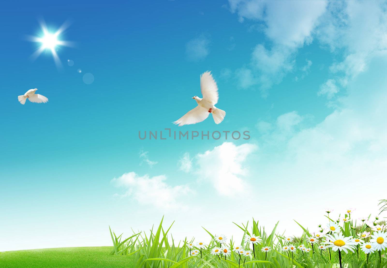 Two free flying white doves with on a blue sky background.