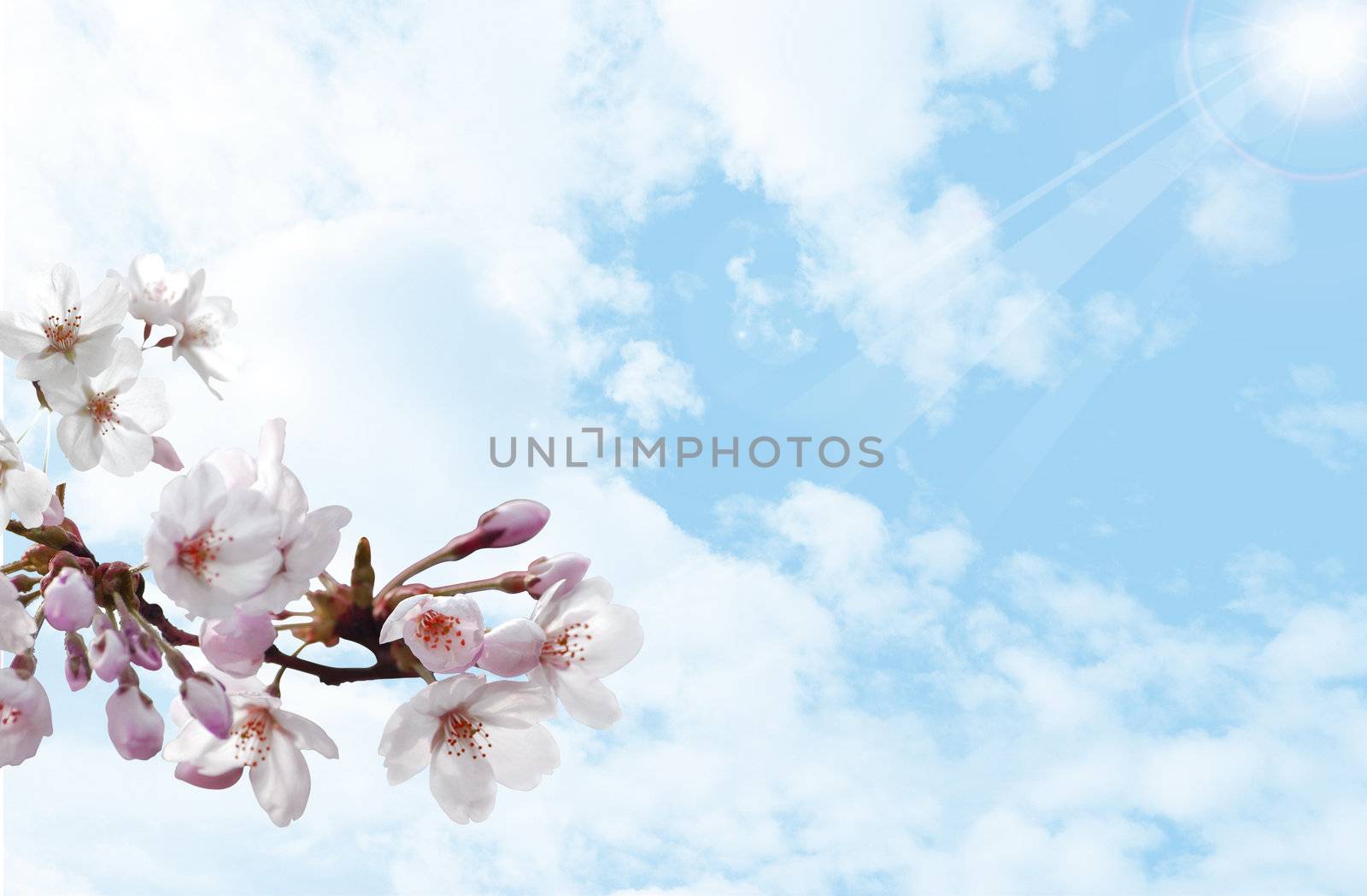 Cherry blossom branch on the blue background for your summer design
