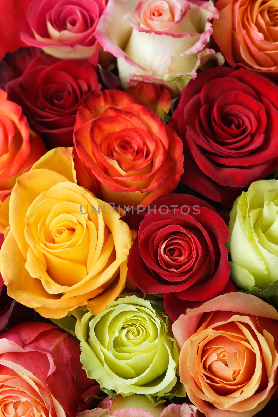 A bouquet of multi-coloured roses. Focus on middle roses.
