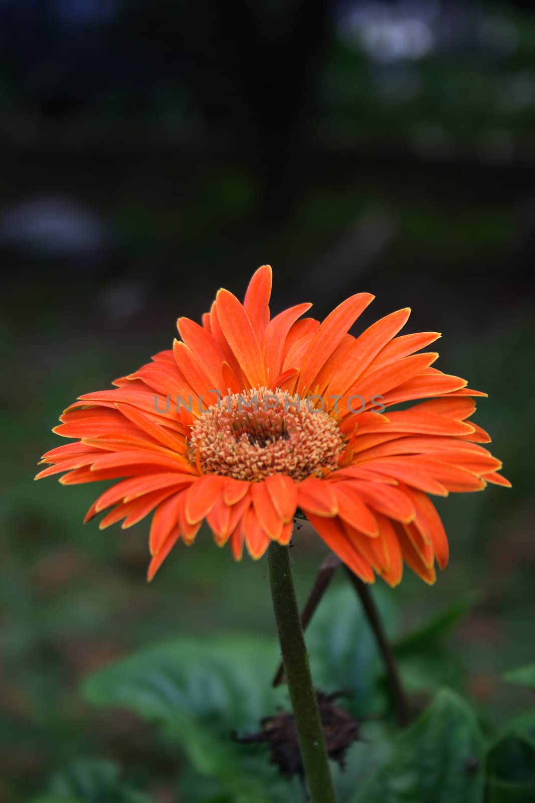 Close-up of a orange daisy.