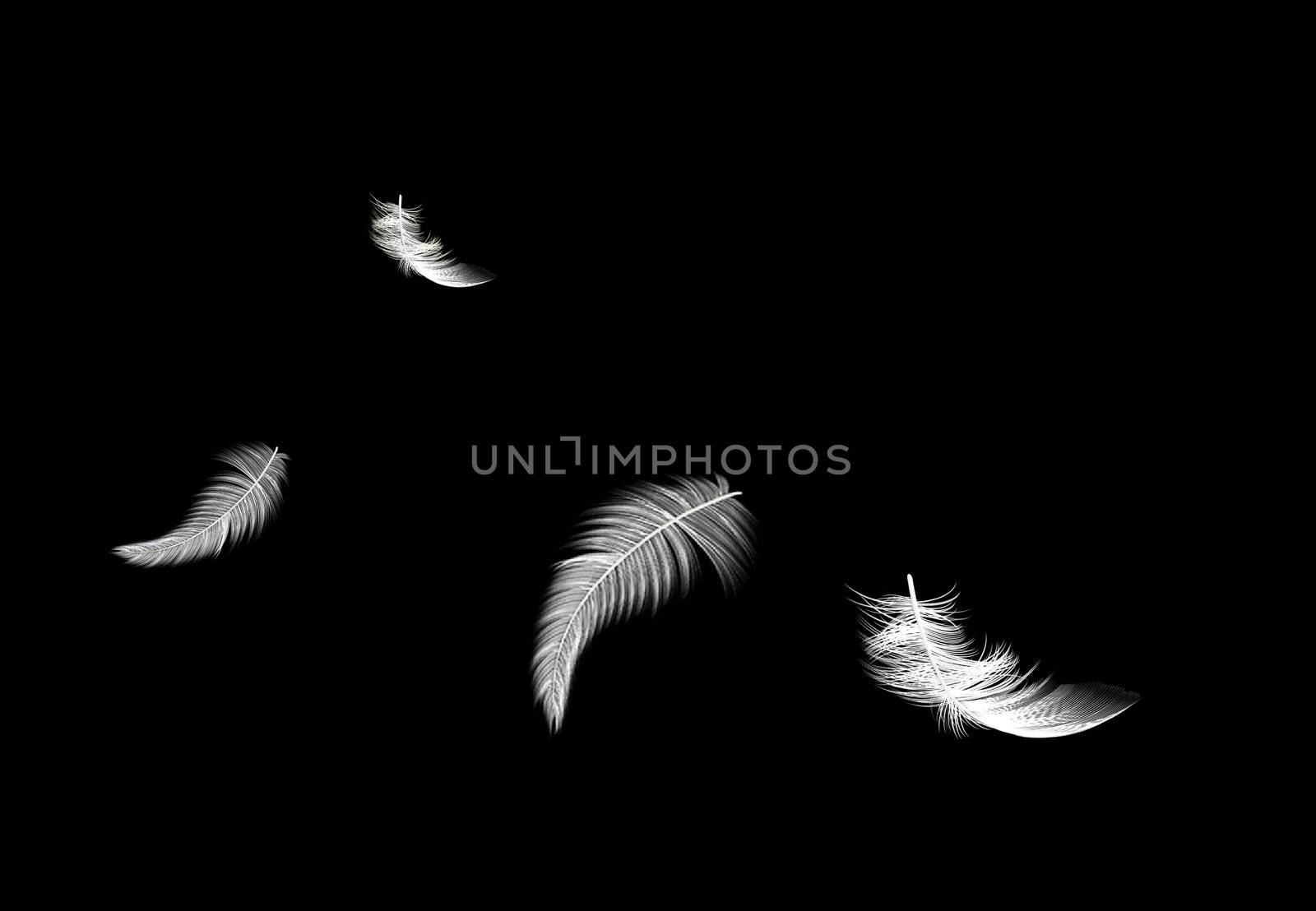 White feathers isolated on black background