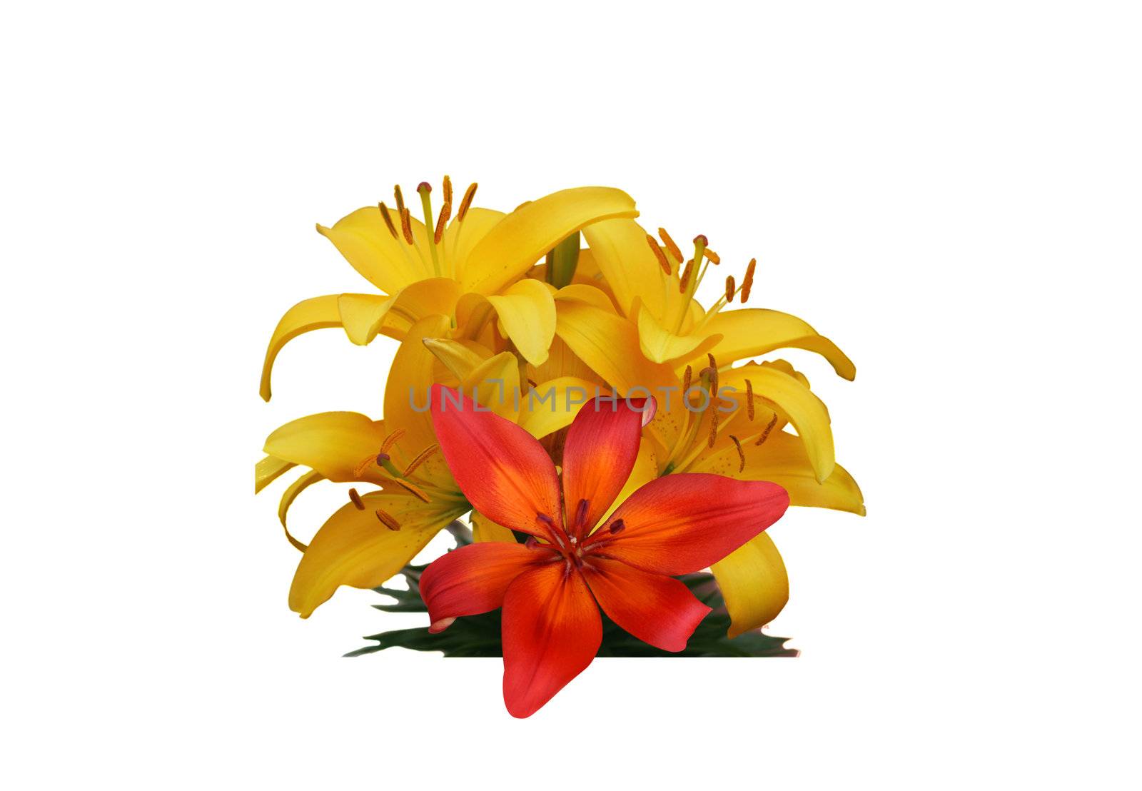 Nice picture with yellow and red flowers on the white background