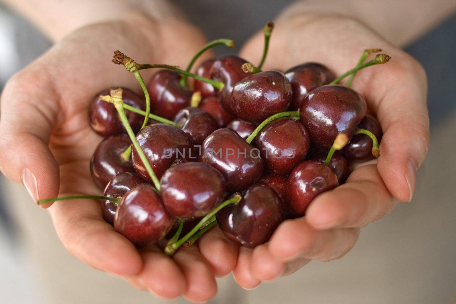 hands full of fresh ripe cherry, shallow DOF