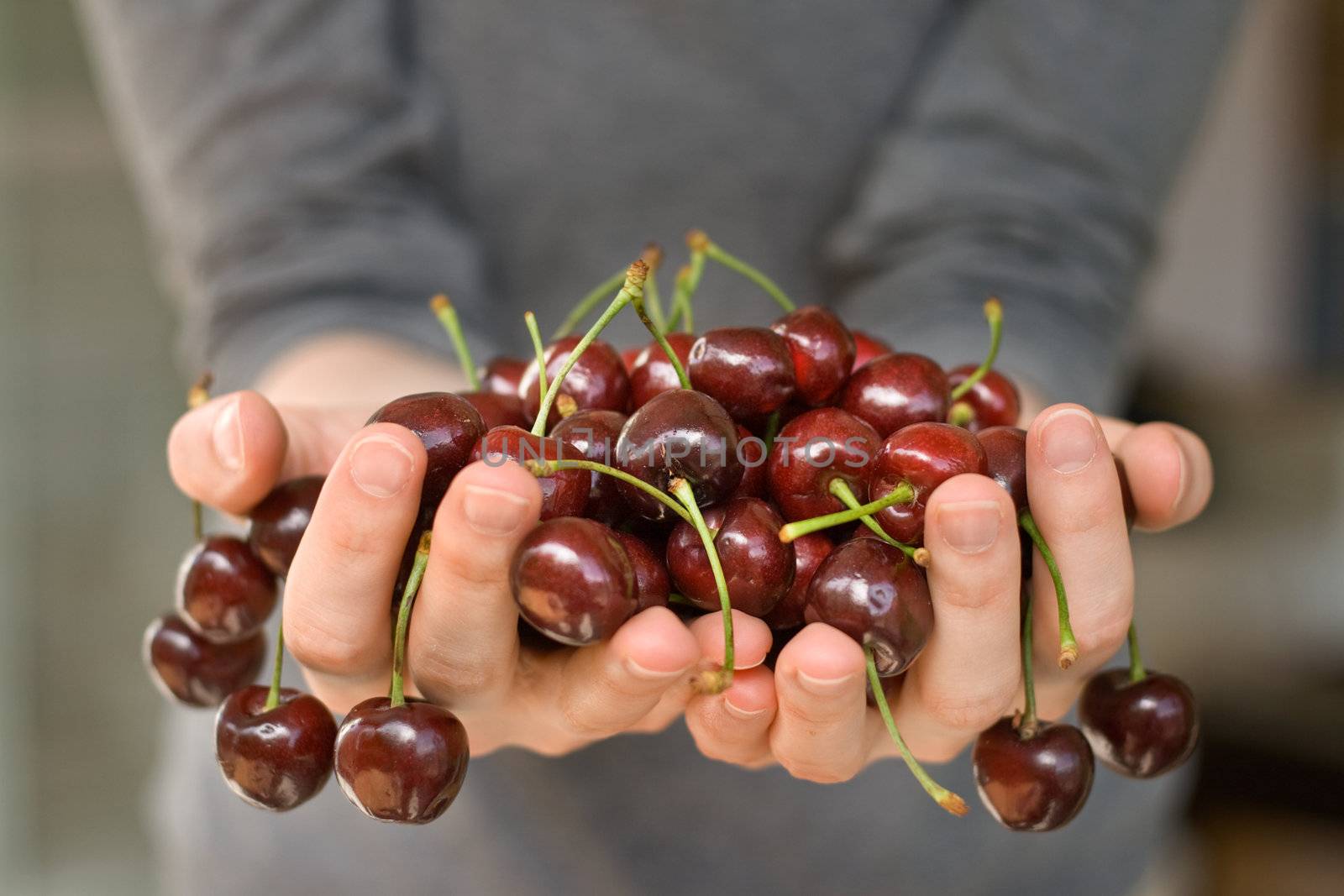 hands full of fresh ripe cherry, shallow DOF