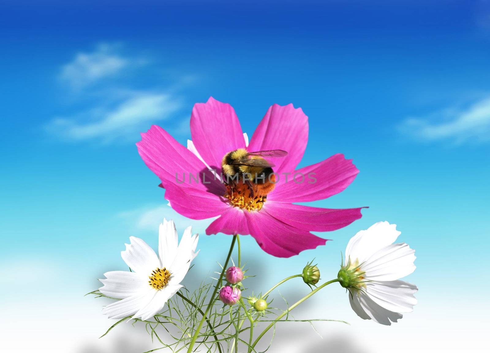 Fresh, summer flowers with a bee on the blue sky background