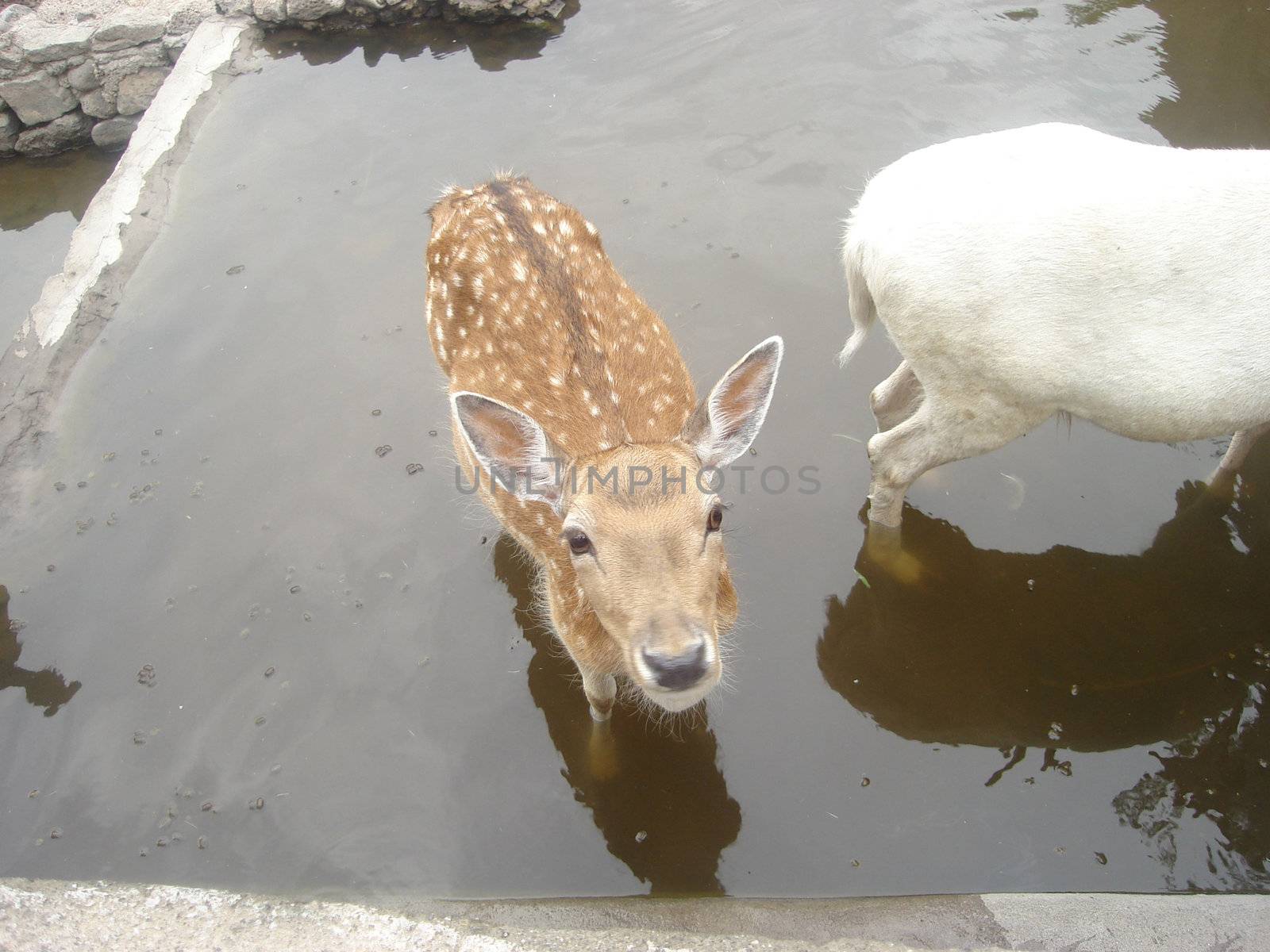 Young deer standing in the water pool                     