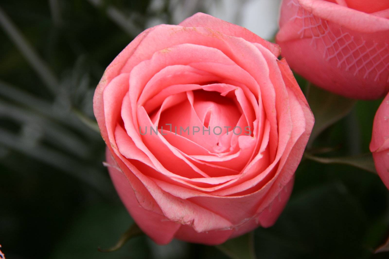 close-up of vivid fresh tea rose flower by fotosergio