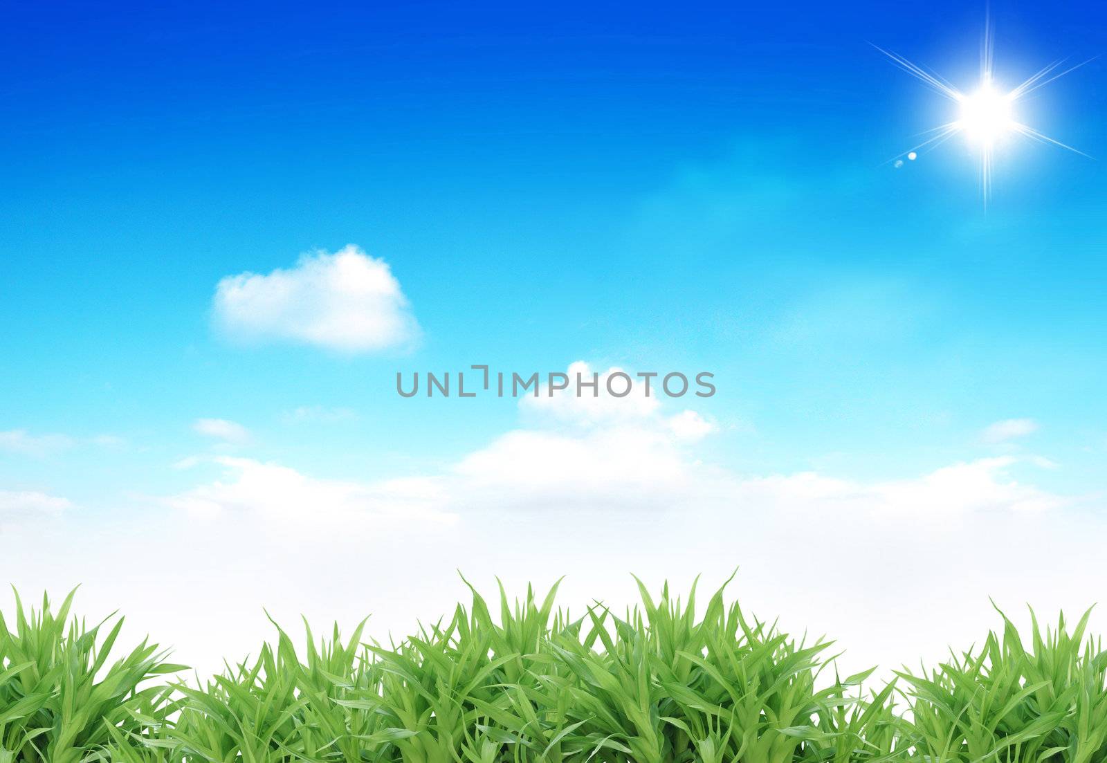 Fresh green summer on the sky background