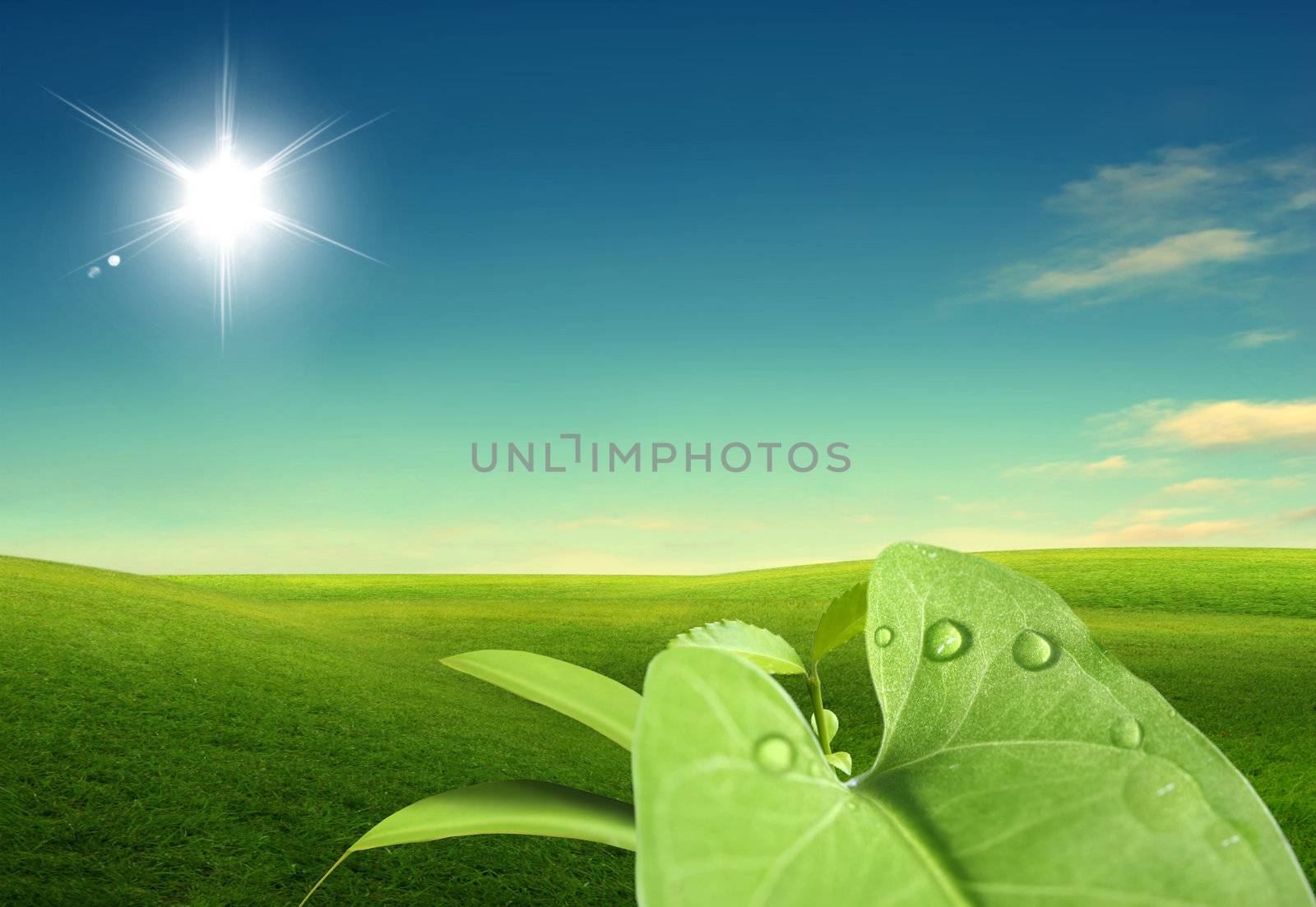 Fresh big green leaf on summer background