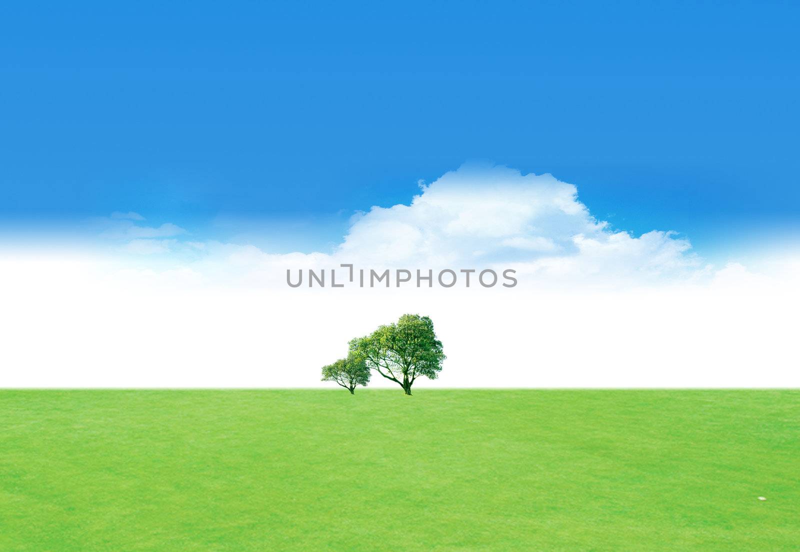 Two trees in the field on summer background