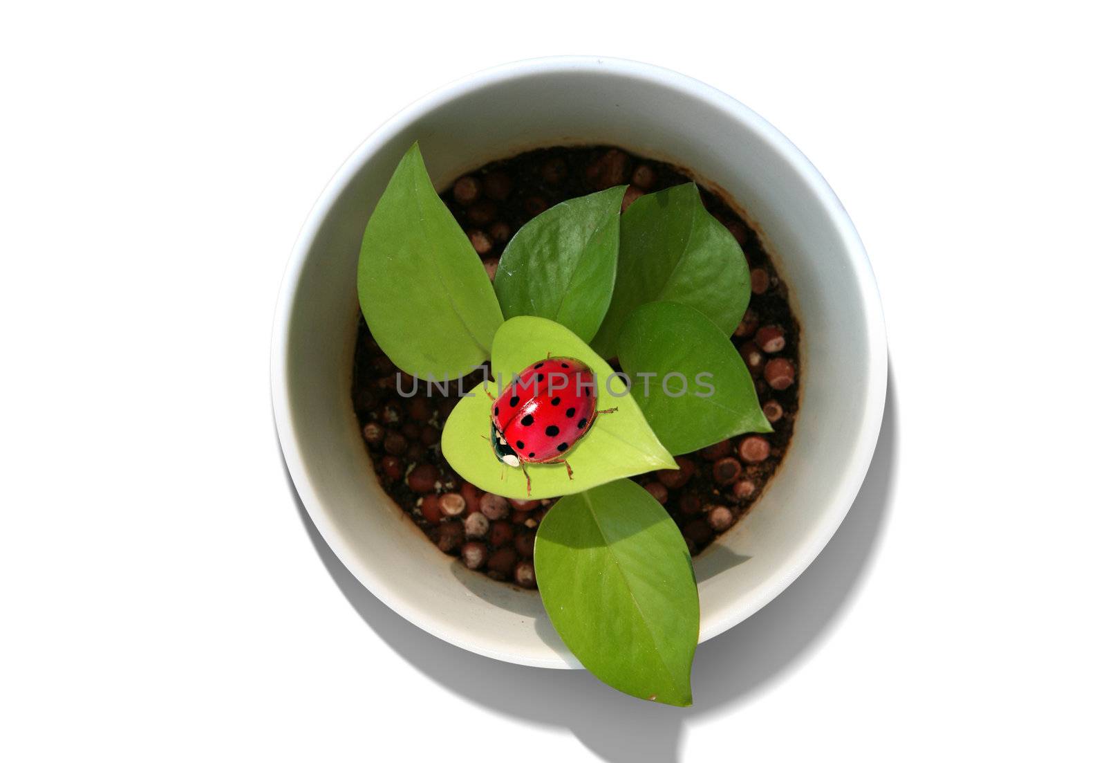 A plant in a cup and ladybird on it