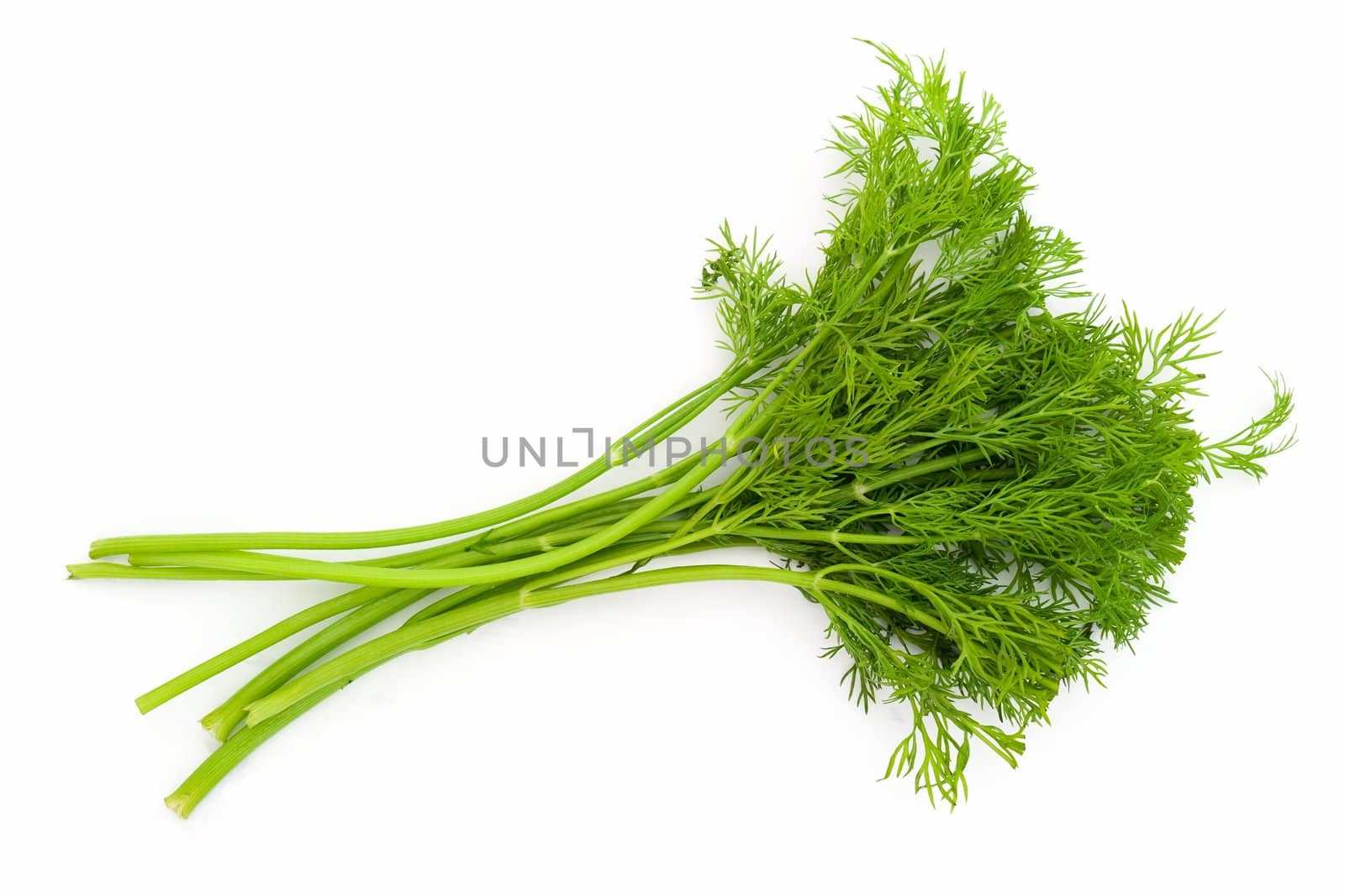 juicy green dill on a white background