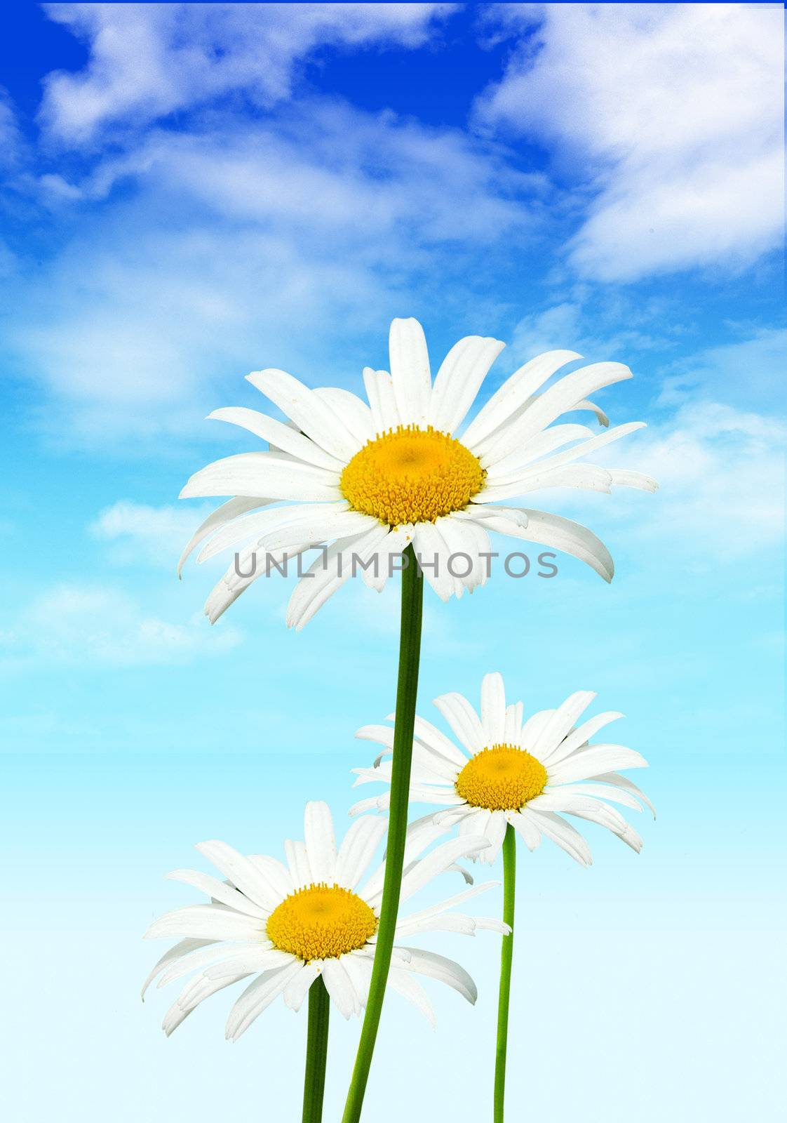 Three camomiles on the blue sky background