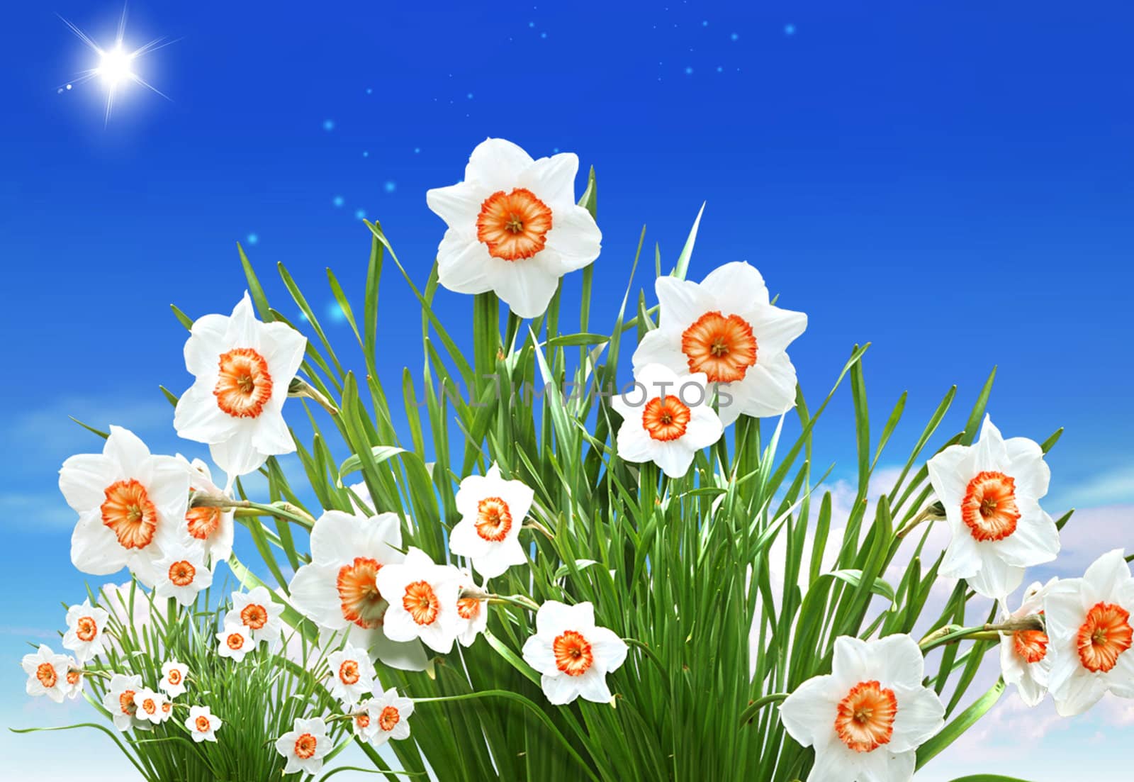 White small flowers on blue sky background