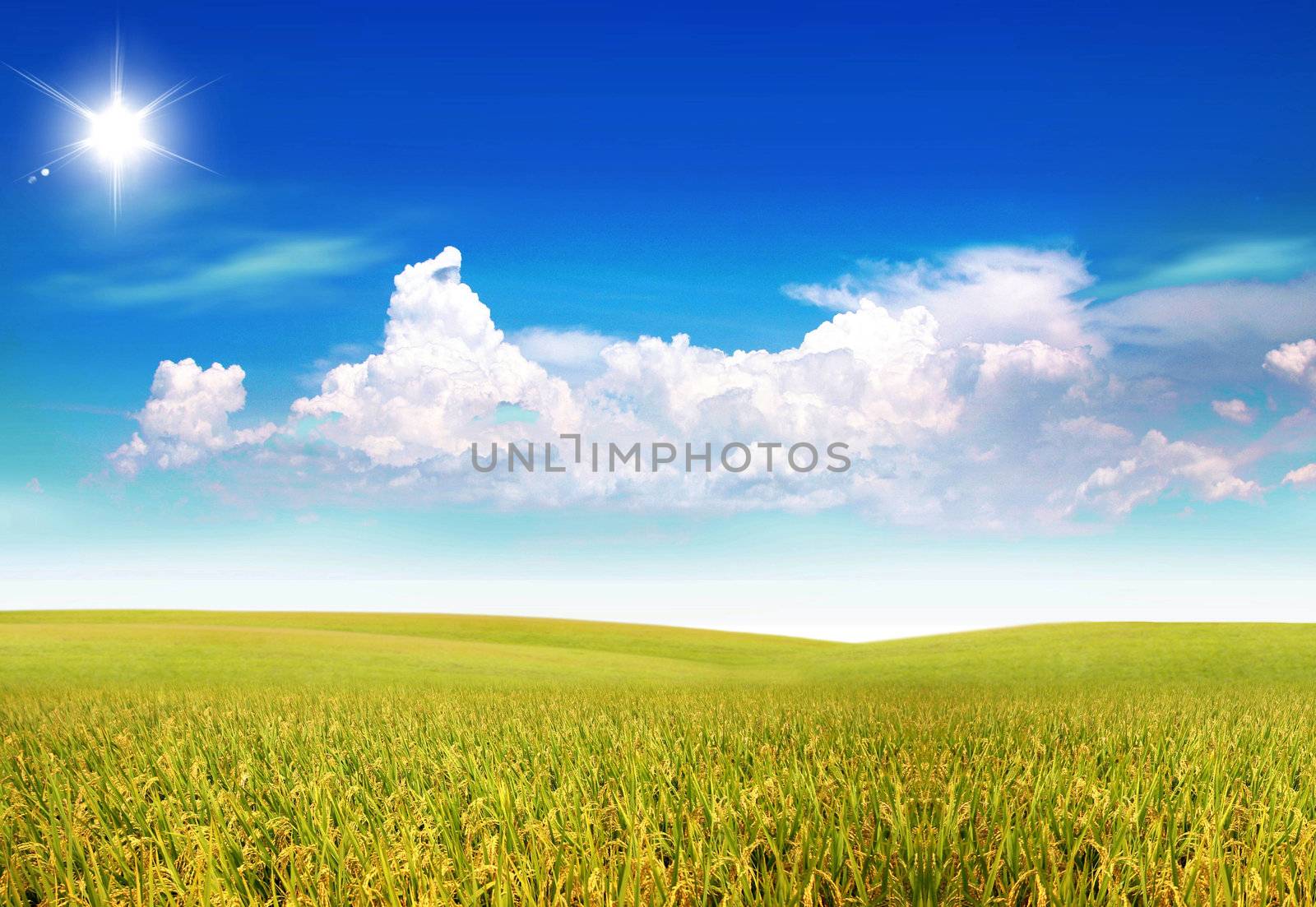 Yellow field on the summer background