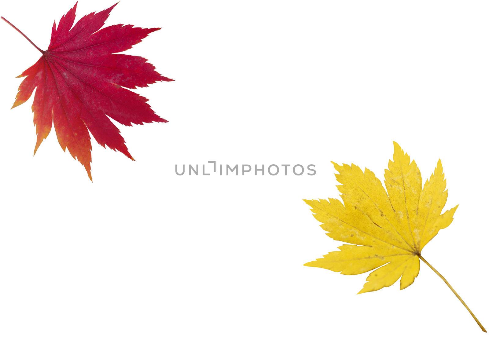 An image  with a red and yellow leaf