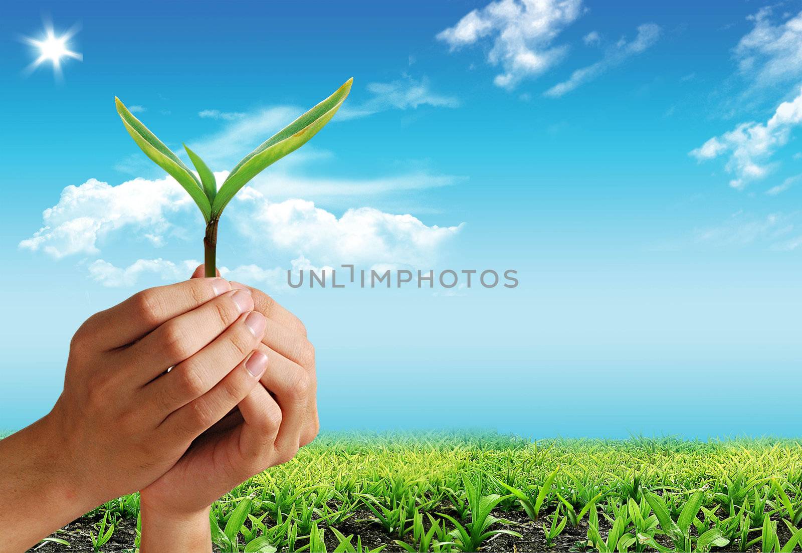 Nice summer picture with green plant on the hand