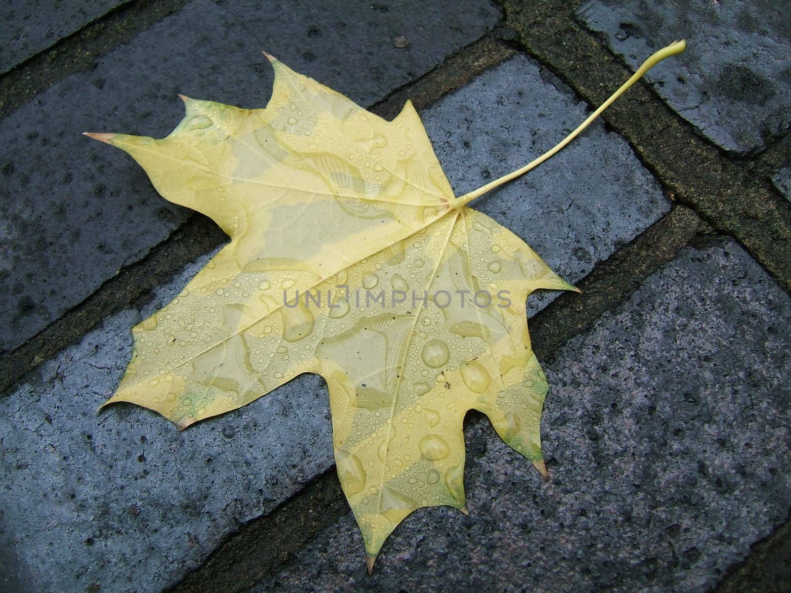 Antumn leaf on the floor in the street