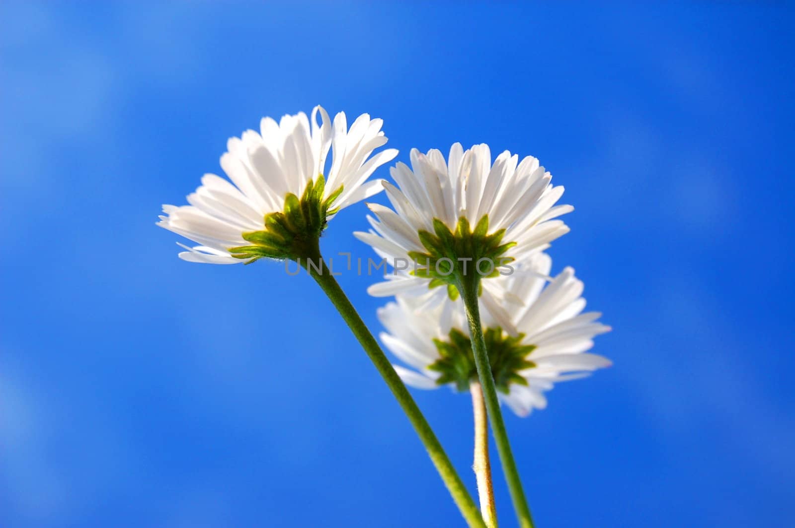 daisy from below under blue sky in summer