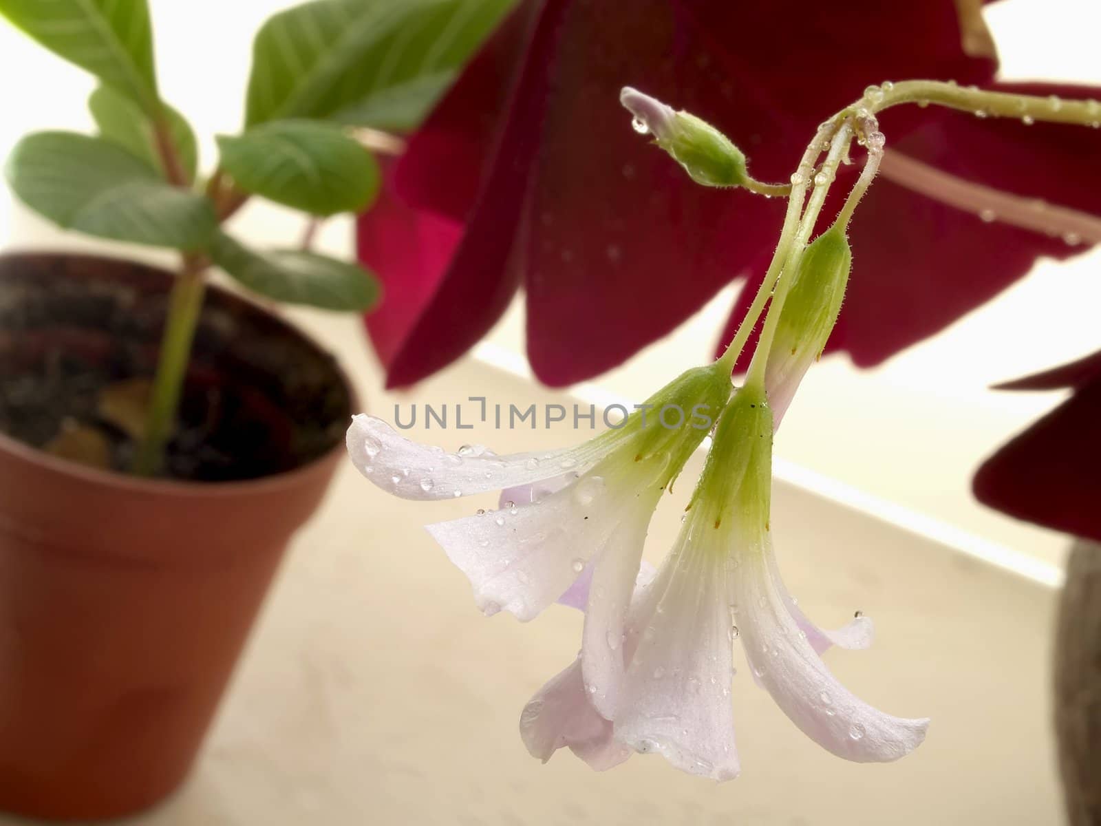 Flower of house plants, with waterdrops