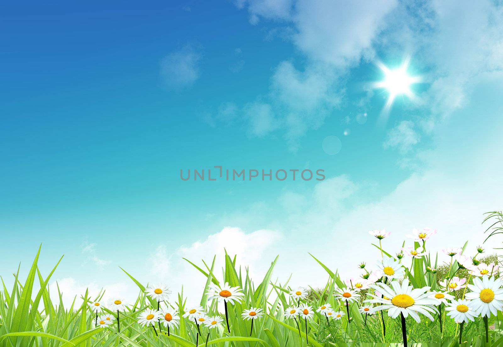 Nice field of camomiles on the blue bright sky background 