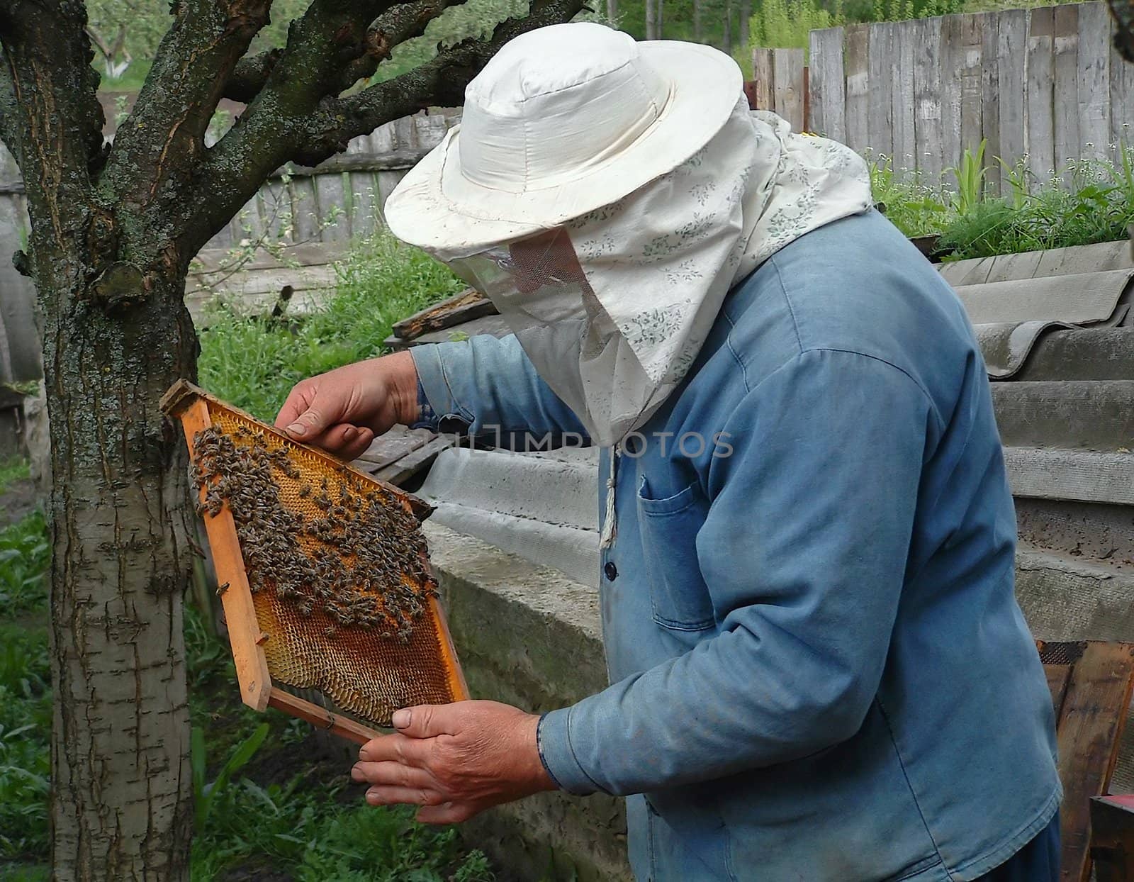 The hiver examines young bees who are actively made multiple copies in the beginning of May.

