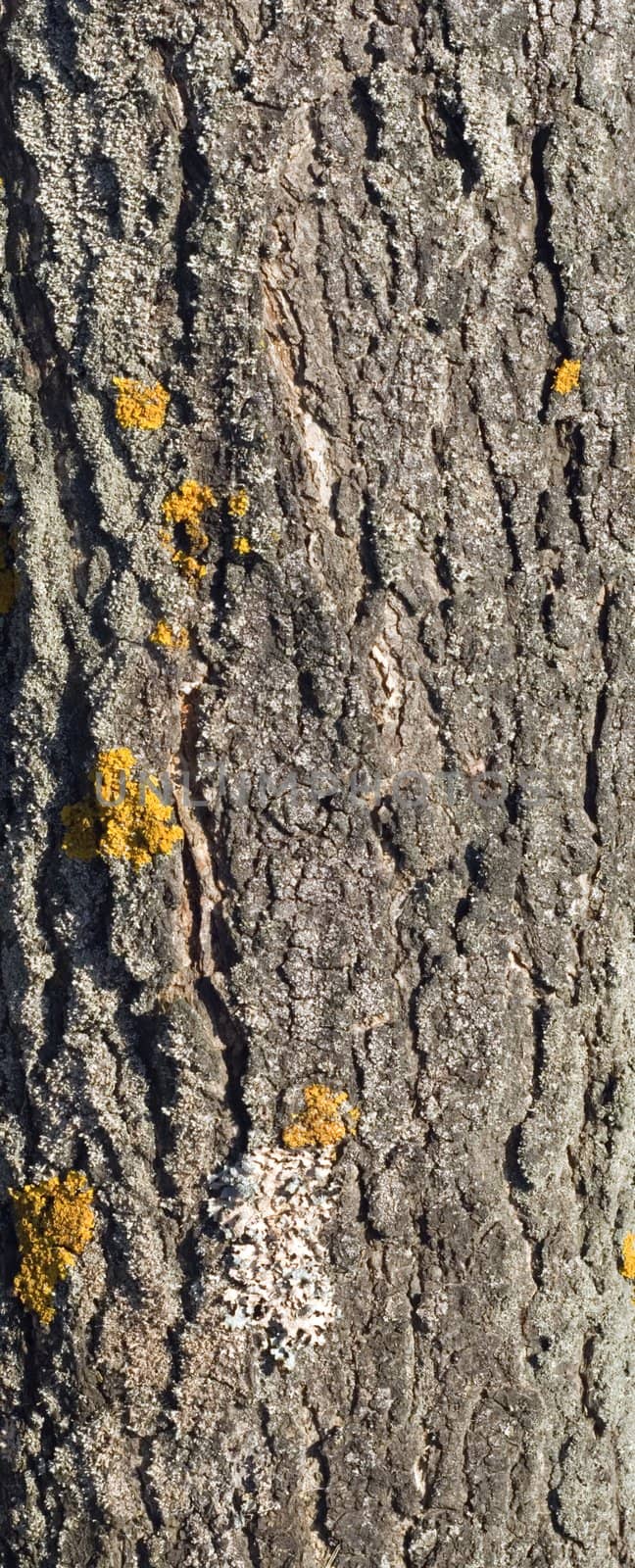 Fungus on old tree by Vladyslav