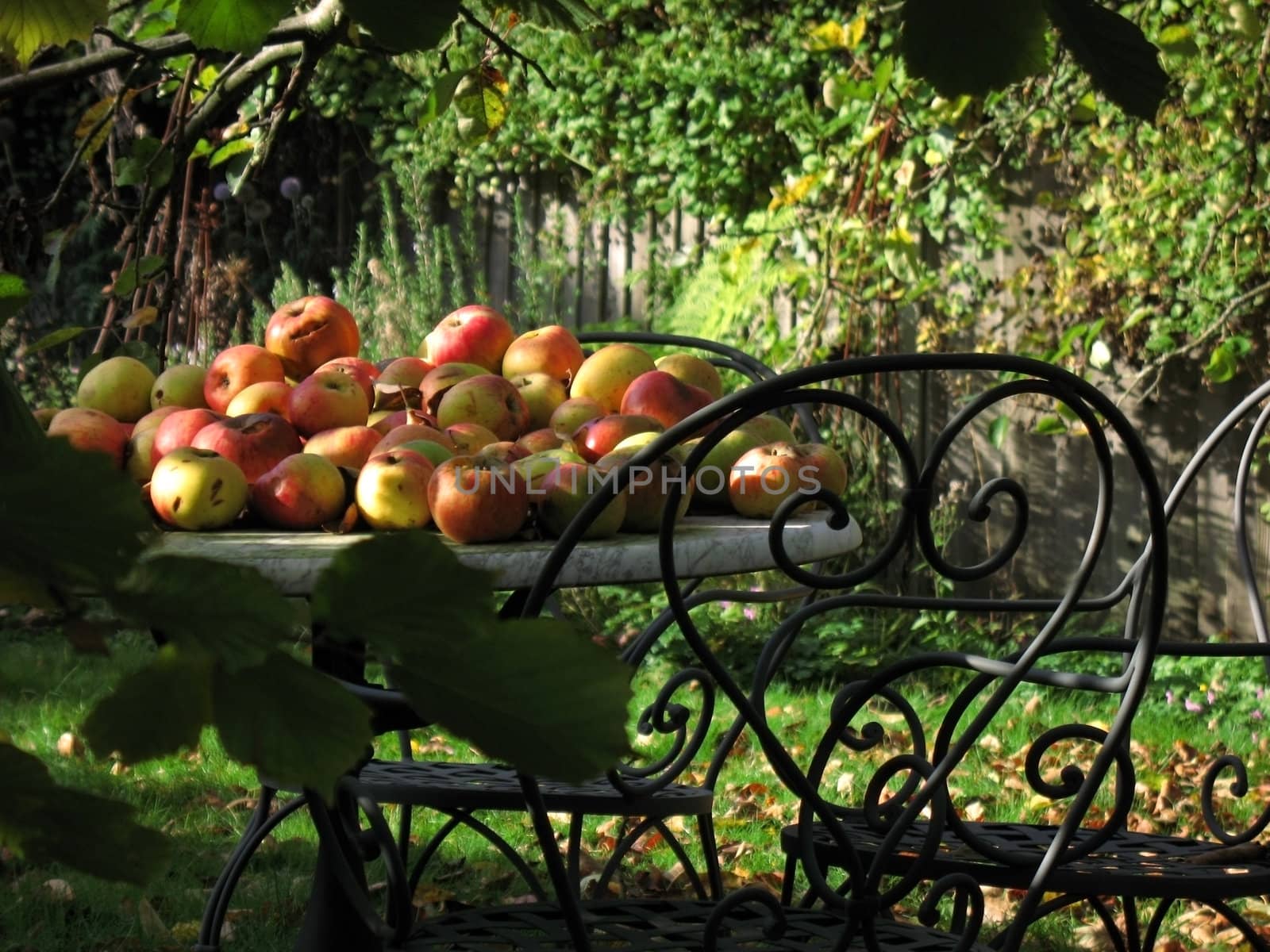 Harvest time collection of wind fall apples