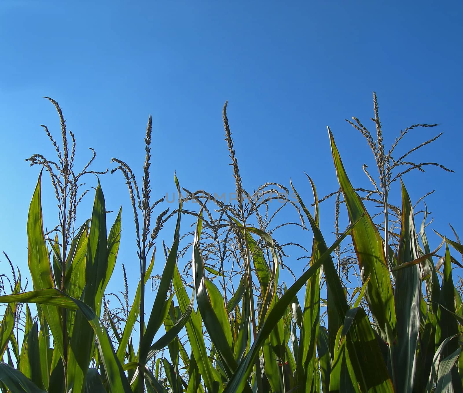 cornfield on a sunny day against a blue sky
