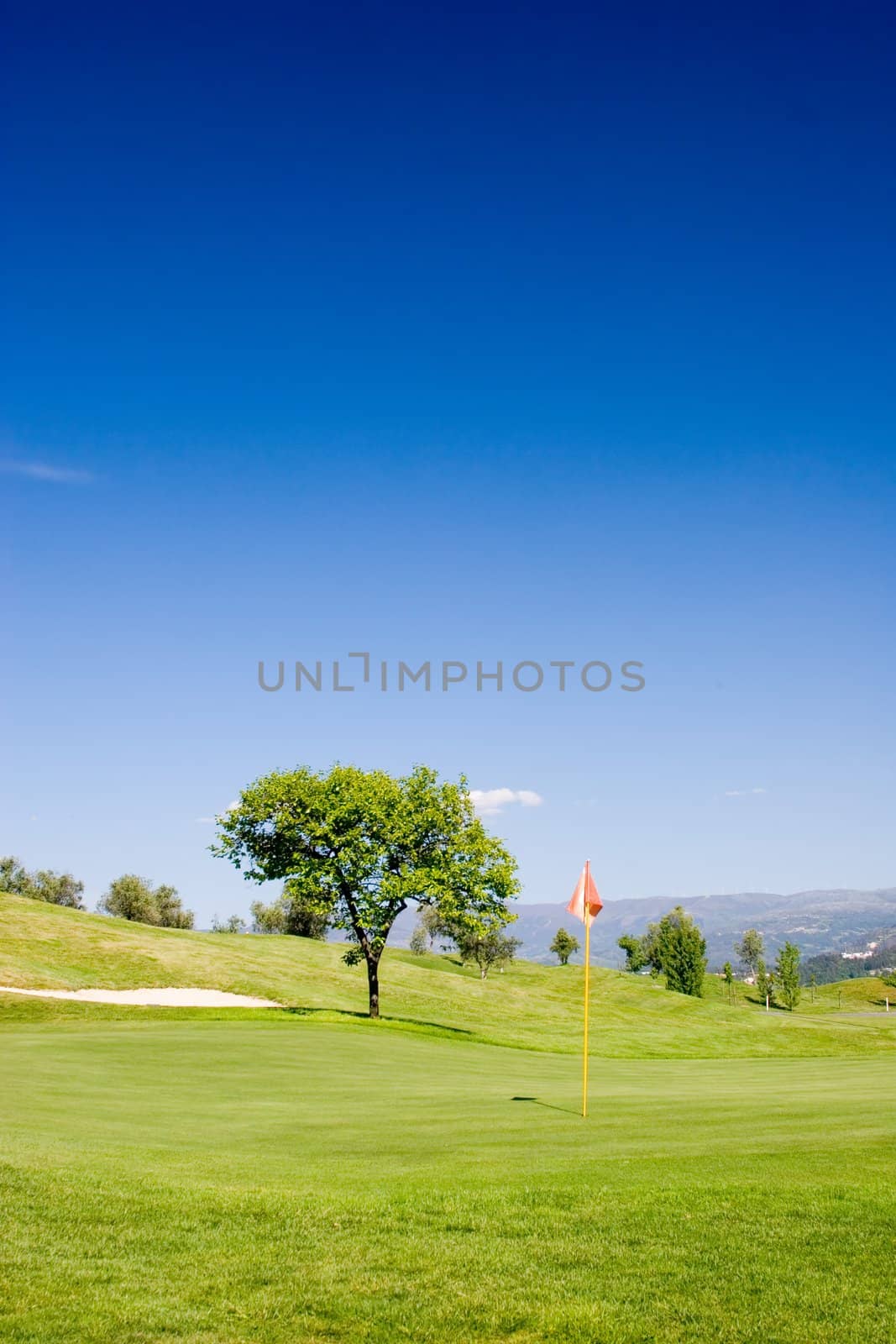 Tree and flag in golf field with deep blue sky