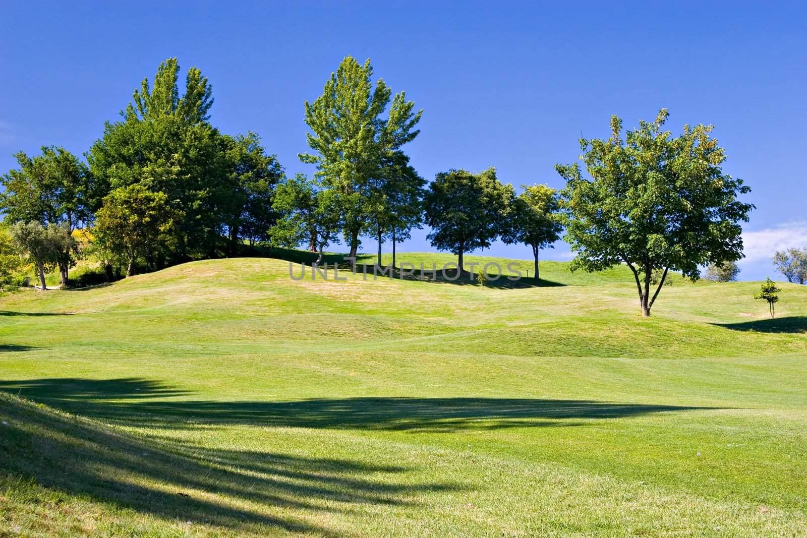 Trees in golf field with deep blue sky