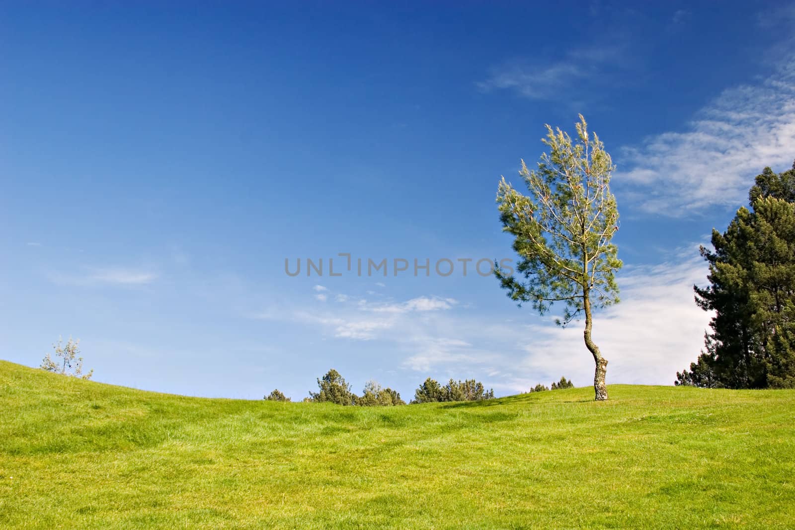 Tree in green field by ajn