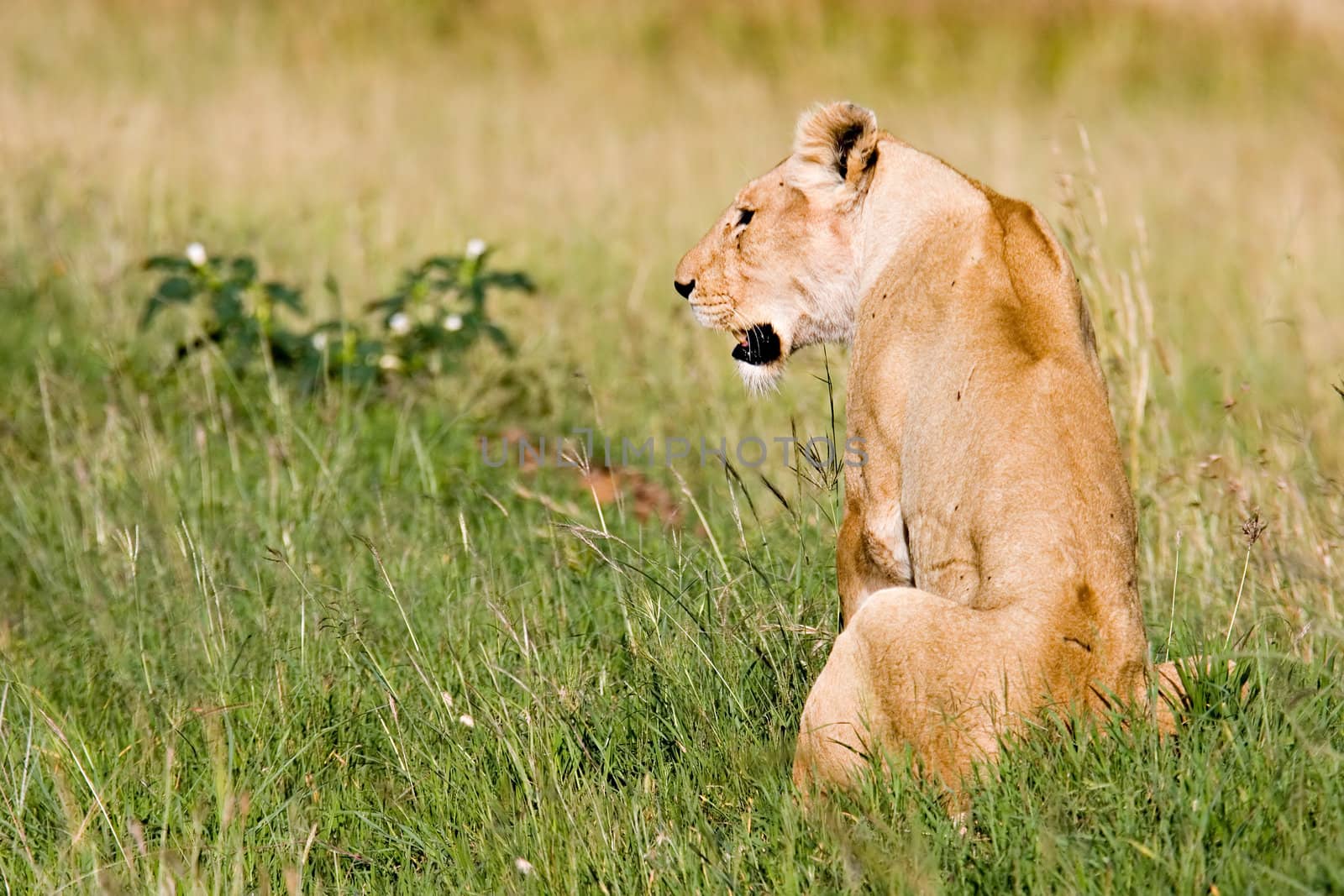 Female lion on African Savannah