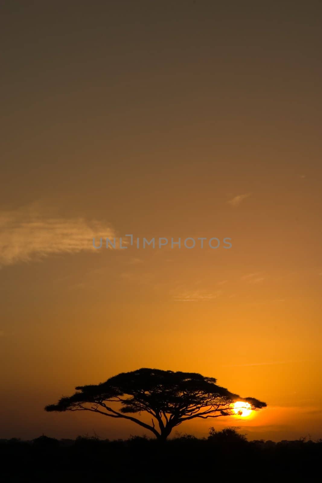 Beautiful african sunrise, with backlit acacia tree on Amboseli Natural Park, Kenya.