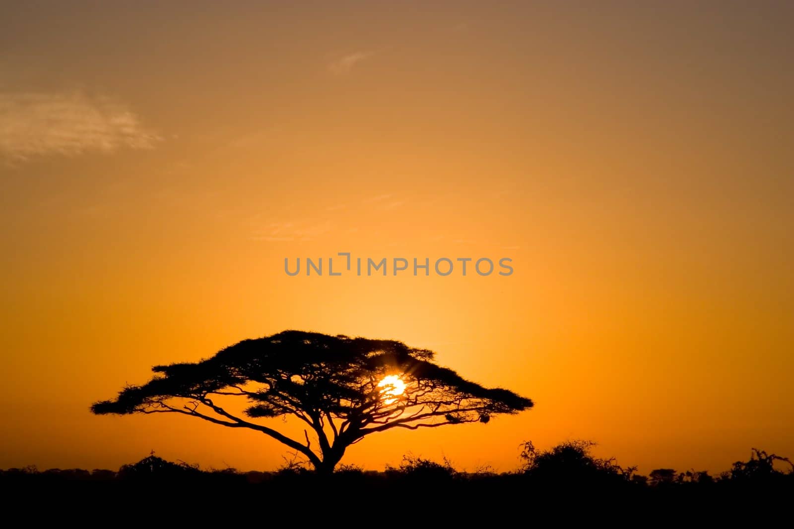 Acacia Tree at Sunrise by ajn