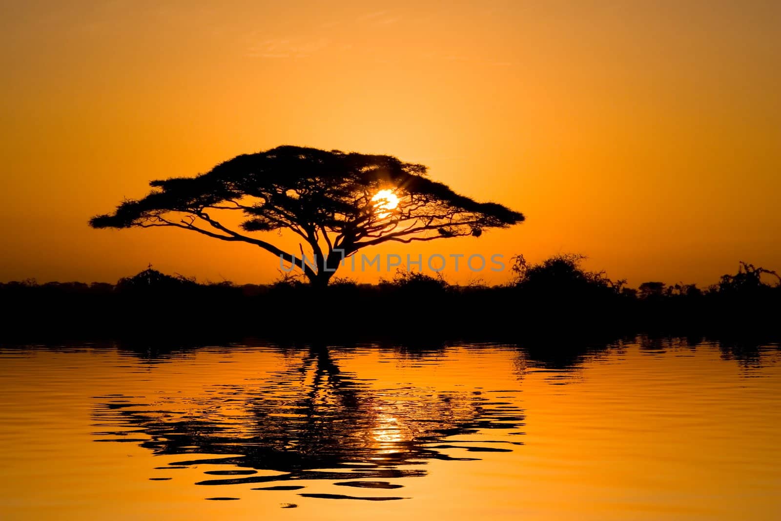 Beautiful african sunrise reflected on lake, with backlit acacia tree on Amboseli Natural Park, Kenya.