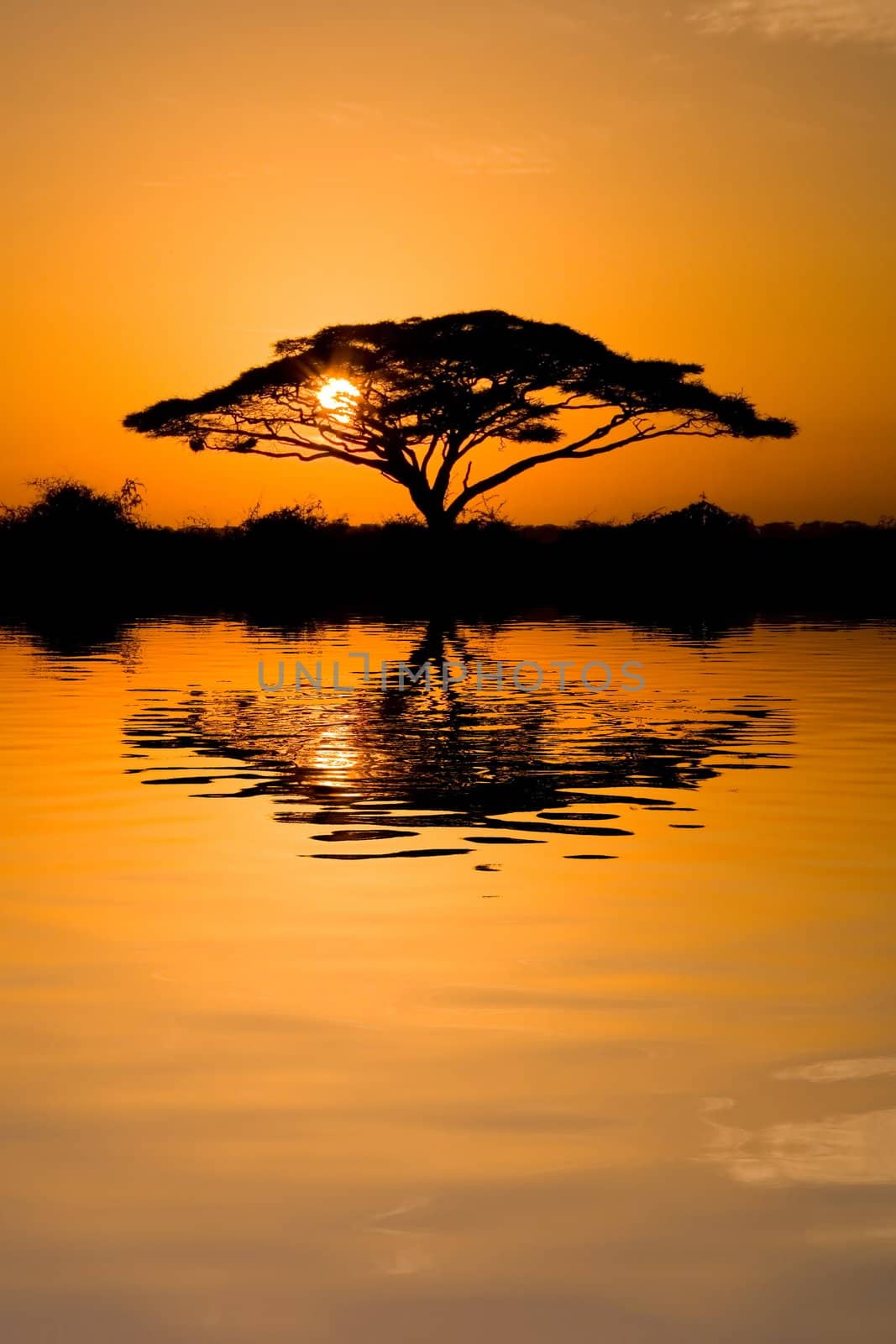 Beautiful african sunrise reflected on lake, with backlit acacia tree on Amboseli Natural Park, Kenya.