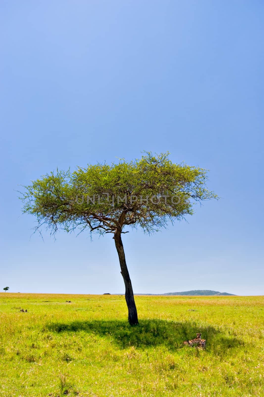 Two cheetahs resting below an acacia tree in Massai Mara, Kenya