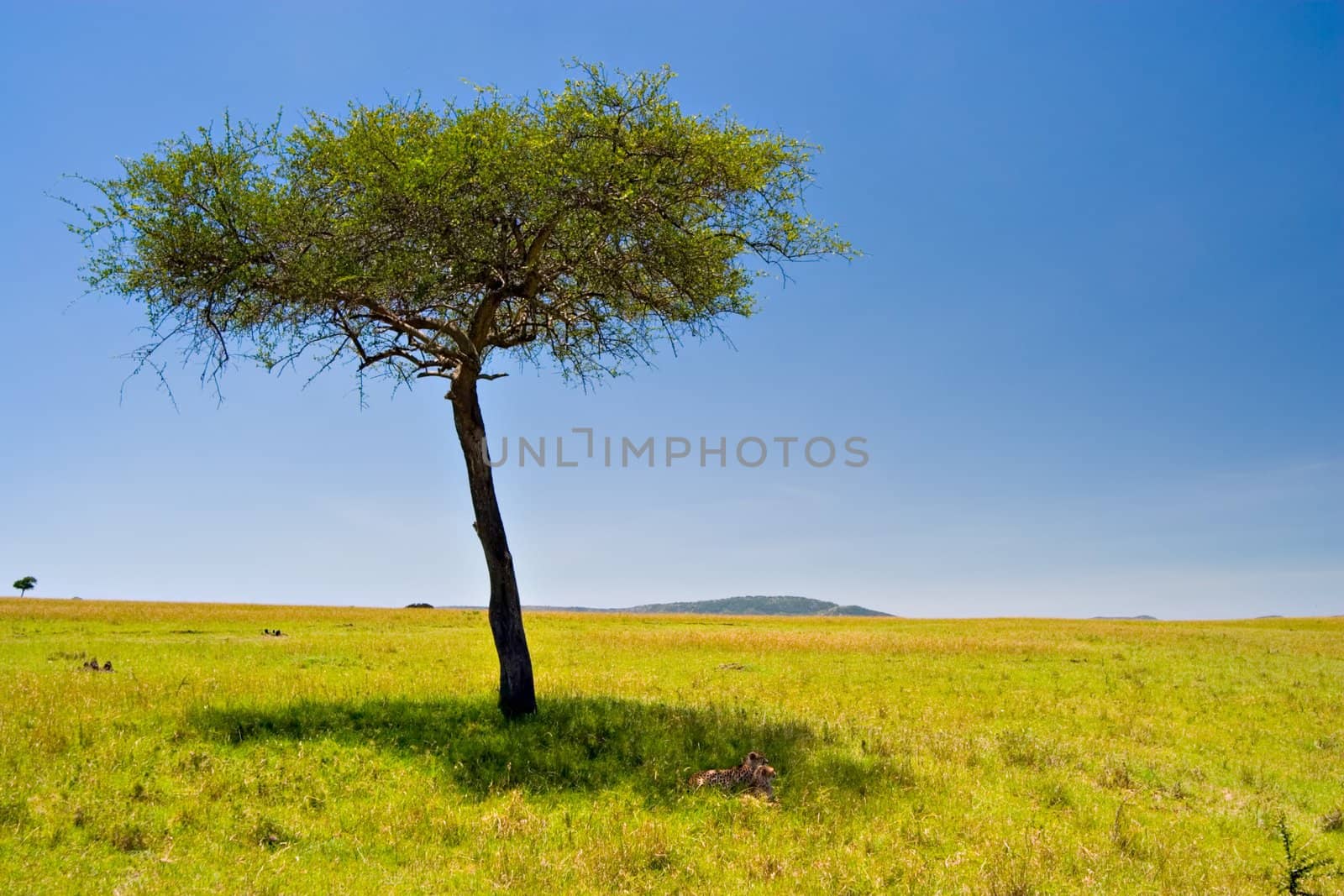 Two cheetahs resting below an acacia tree in Massai Mara, Kenya