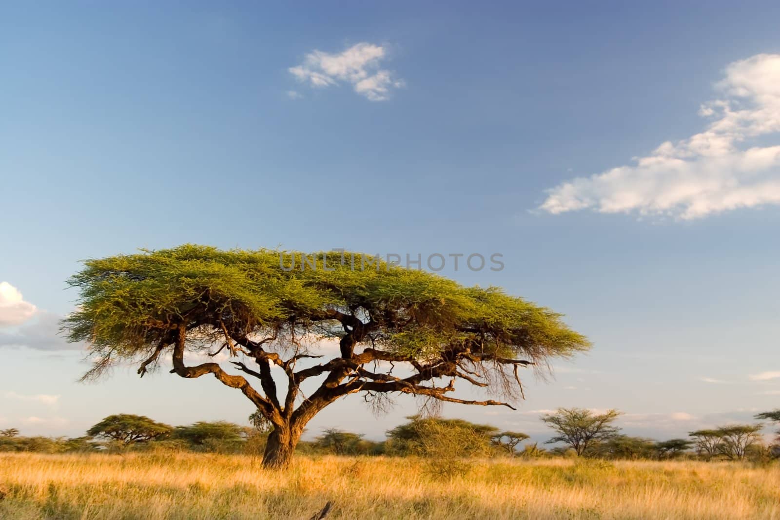 African Landscape by ajn