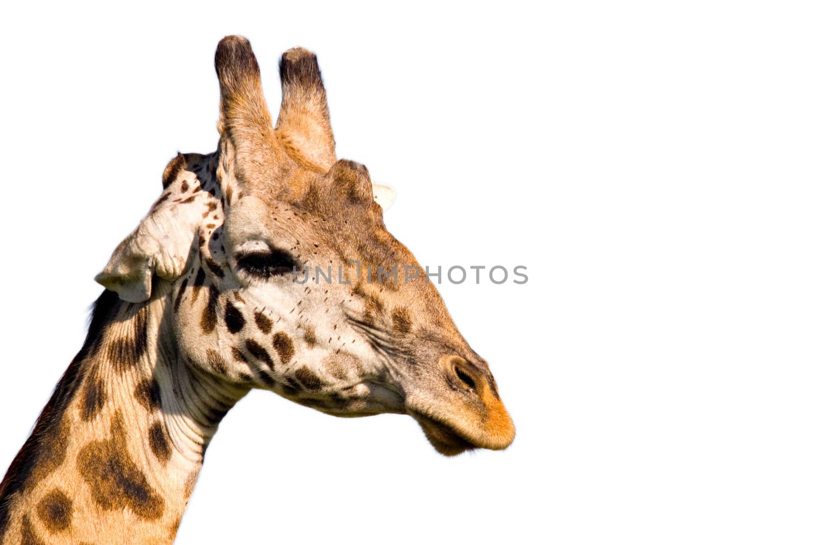 Giraffe profile isolated on white