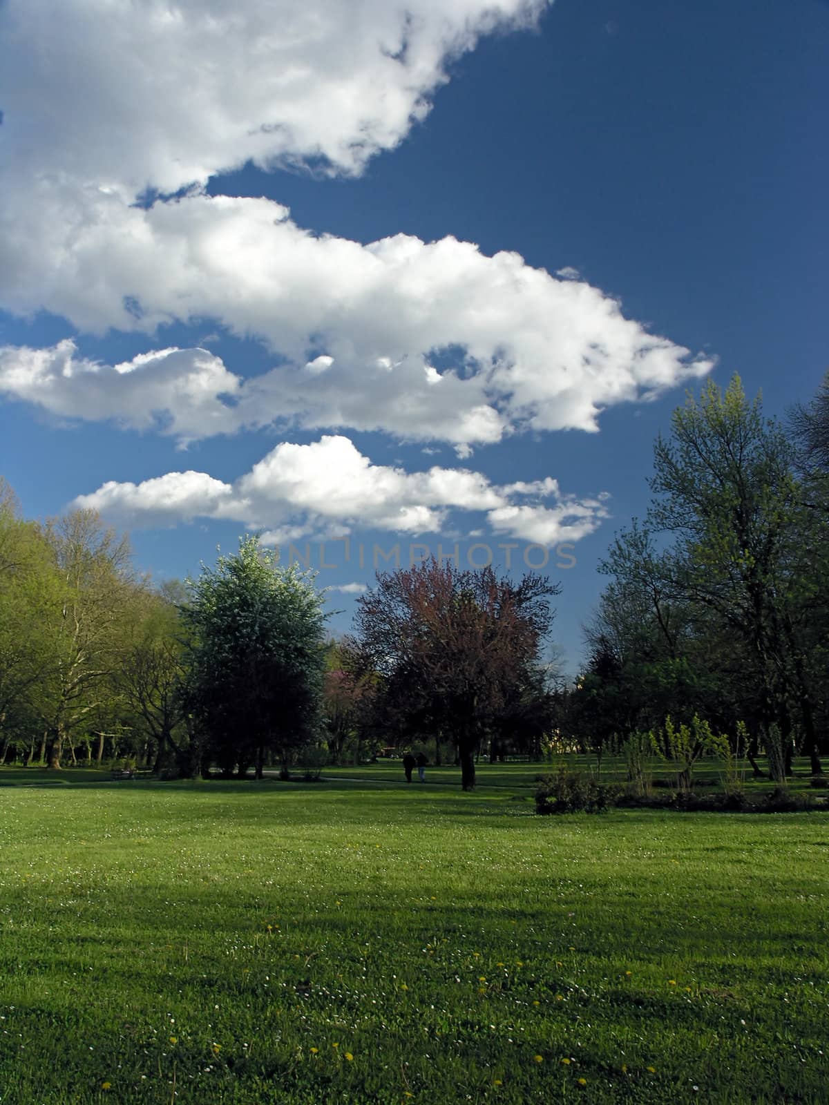 Meadow in a park with trees