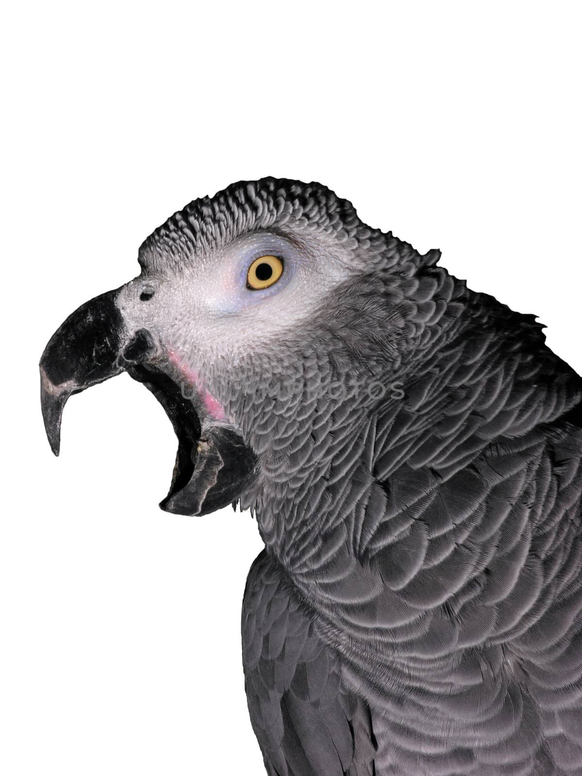 African gray parrot isolated with clipping path