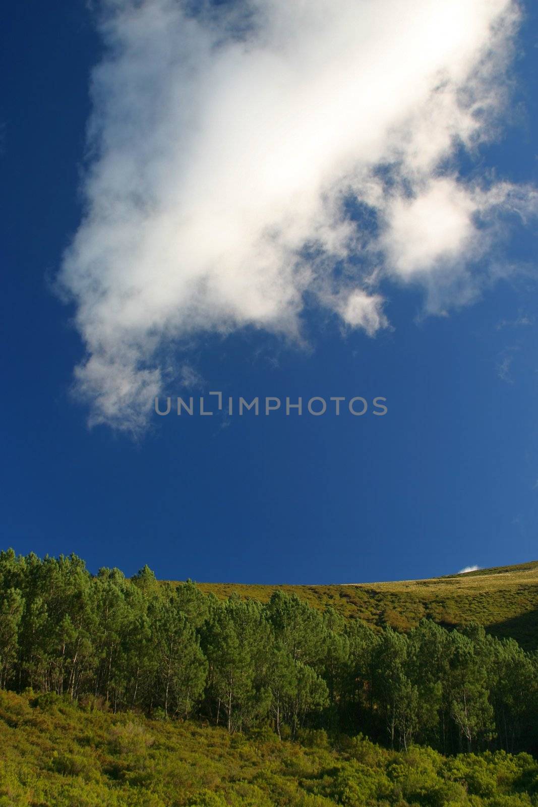 Woods on hill with blue sky and big white cloud