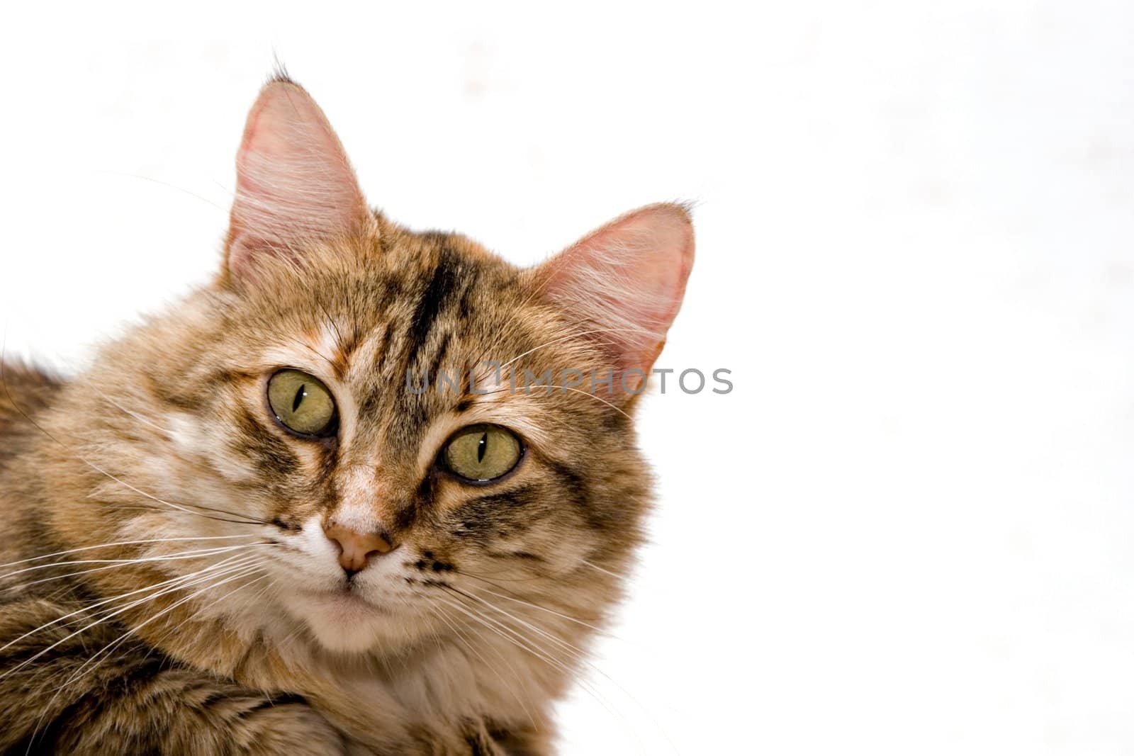 Cat close-up isolated on white background