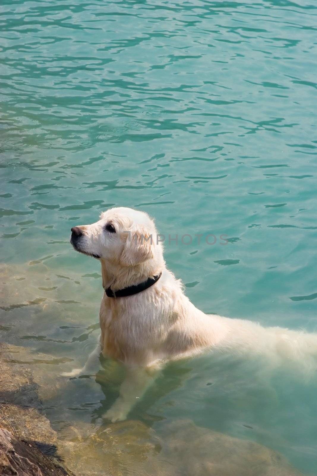 Retriever Dog in Lake
